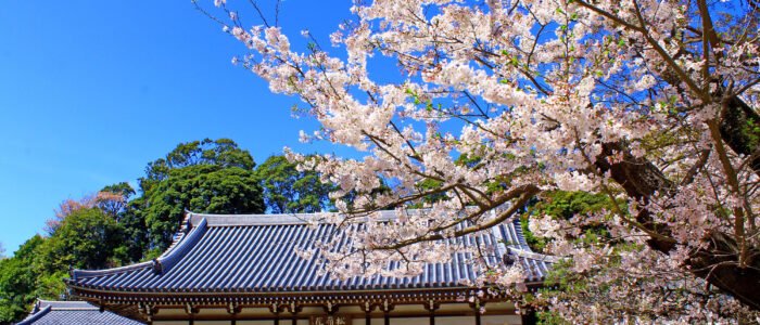 Mengenal Lagu “Eternal Bloom – Sakura Harmony”: Nuansa Musik dan Maknanya